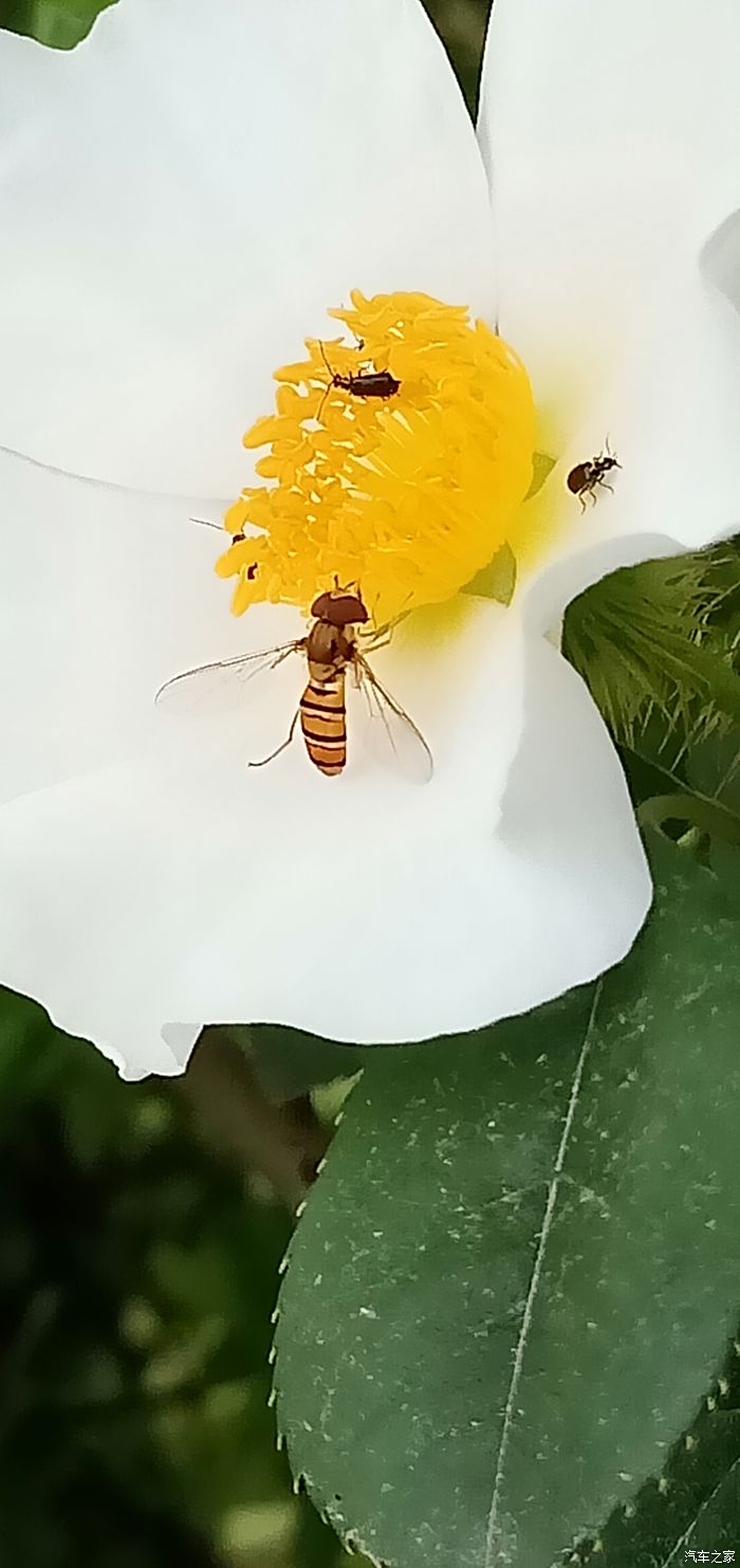 小蜜蜂采蜜忙