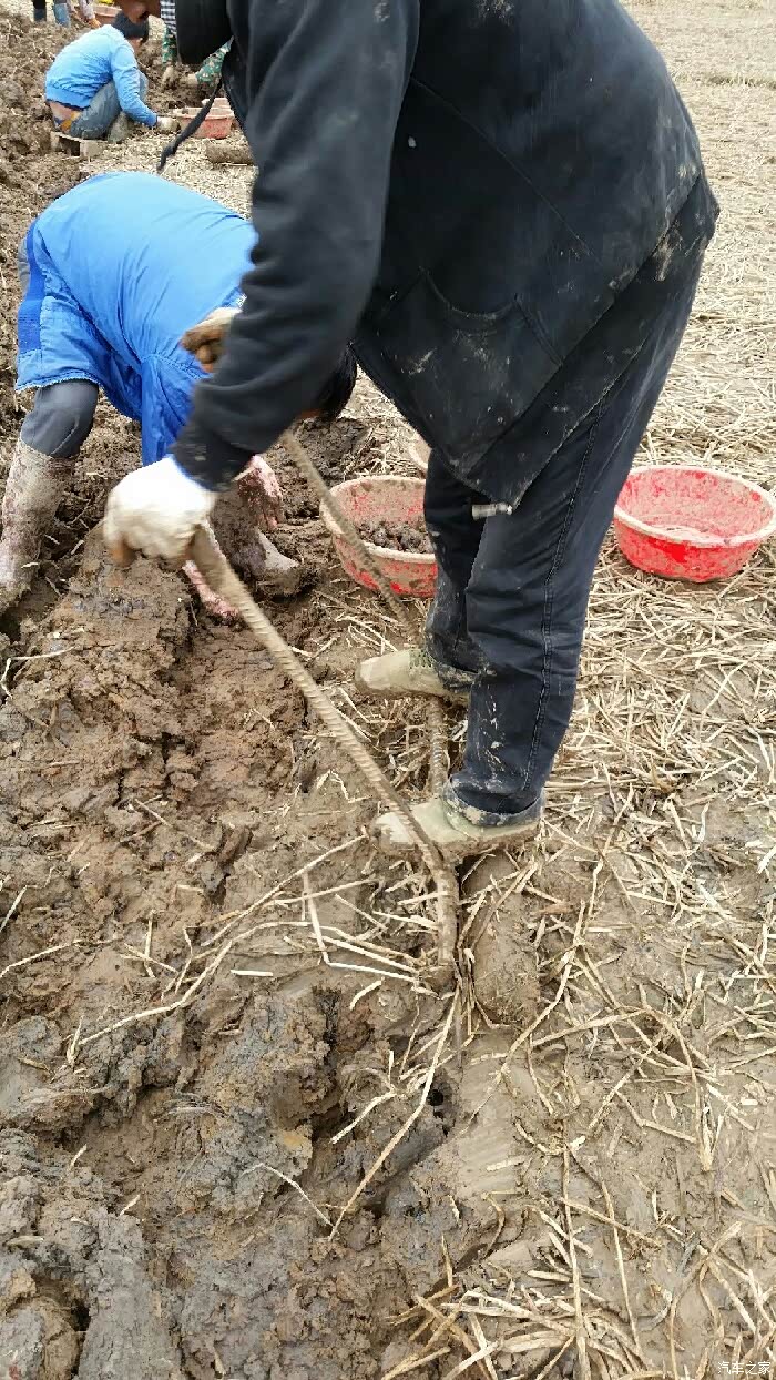 勤劳的人民挖马蹄