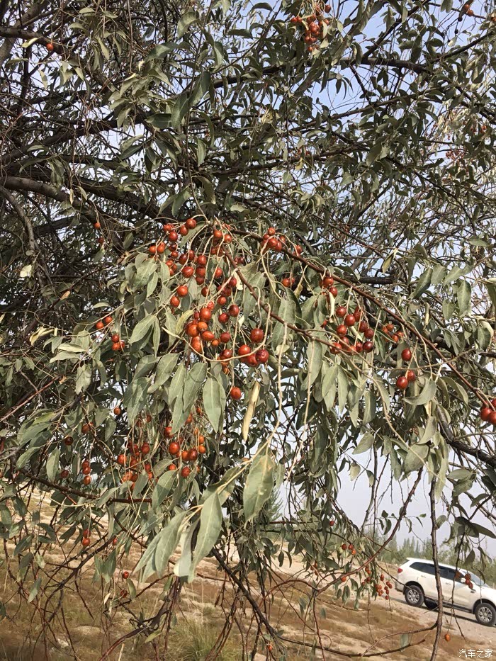 野生沙枣
