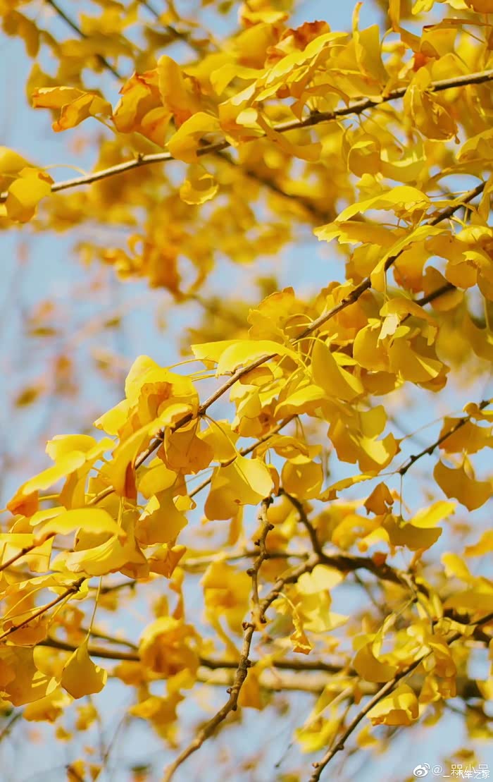 成都银杏叶观赏之旅