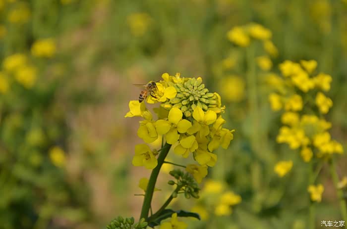 【郑州博越车友会】博越相伴,相约黄河稻夫观油菜花海!