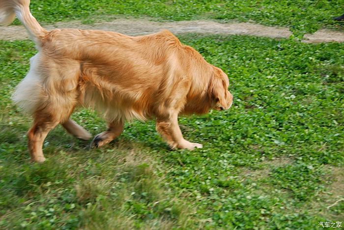 cd隨拍金毛尋回獵犬