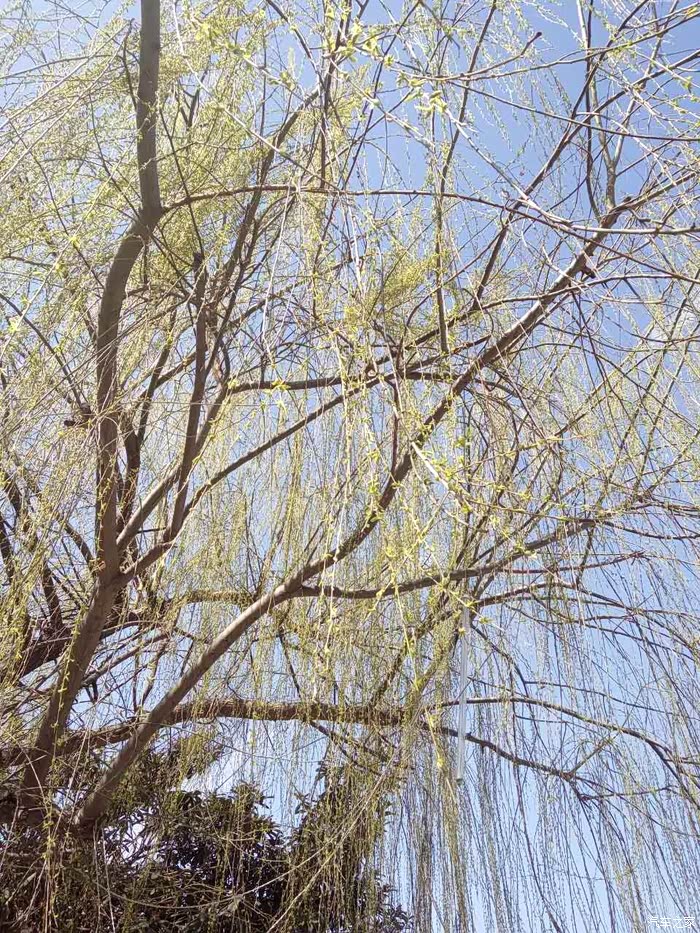 趁微风不燥趁春光正好开上我的大白去郊游