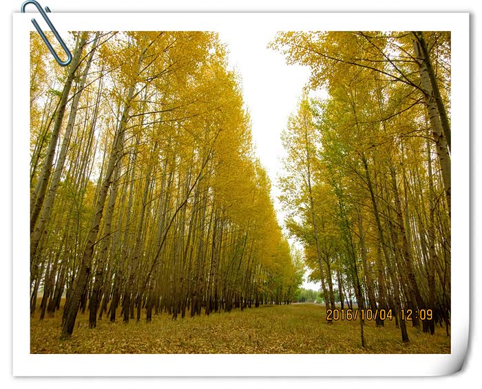 别说我是文盲,我真不知道这是什么树种,但一片金黄的树林,让人不忍