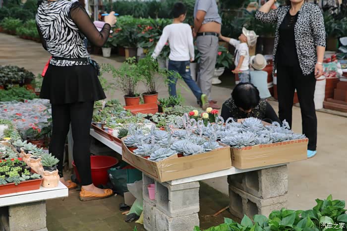 快乐周末逛花卉市场赏花花世界