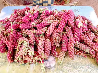 有酸甜苦辣咸等各种味道果子味子 怎么这描叙这么像情花此花结果或酸