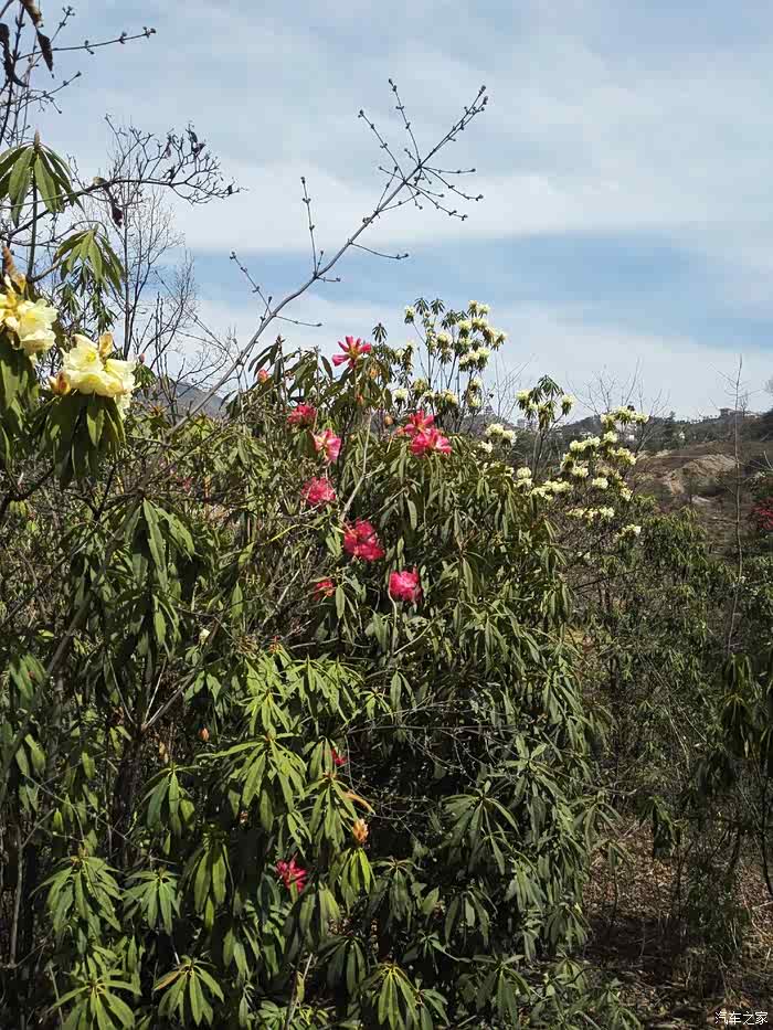 天生湖大杜鹃未大量开花