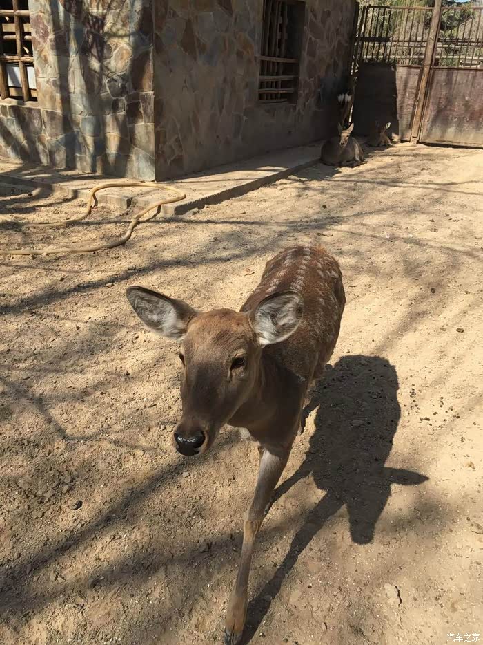 春游袖珍迷你动物园蟹岛带孩子的好去处