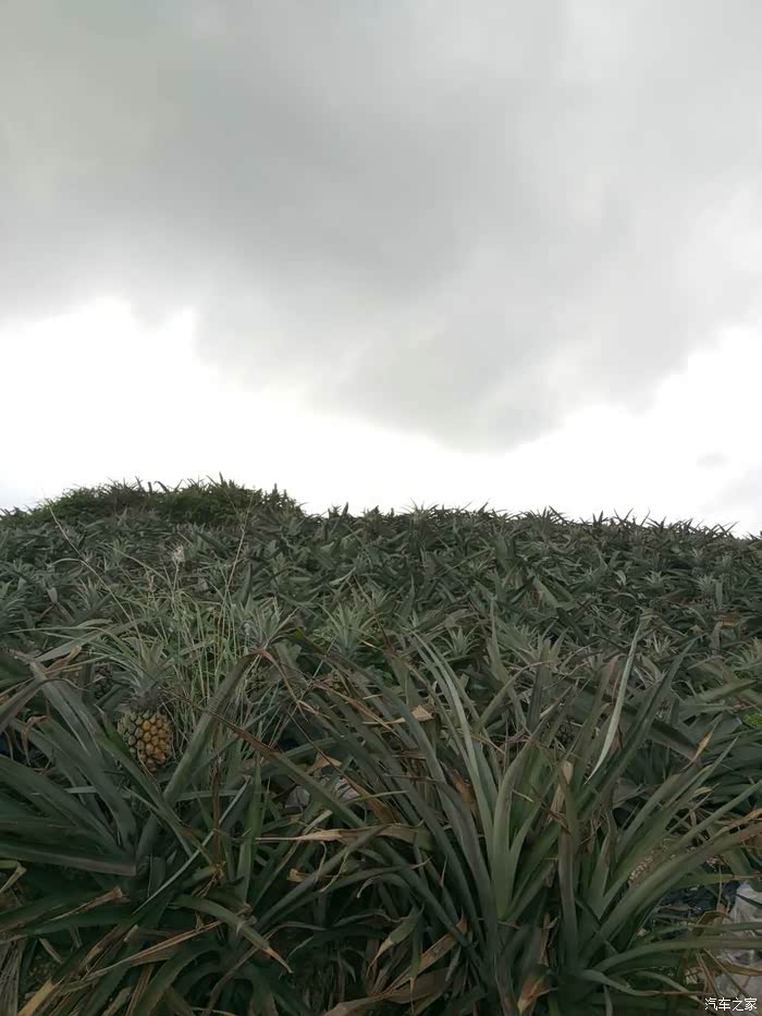 菠萝成熟时,记神湾丫髻山摘菠萝