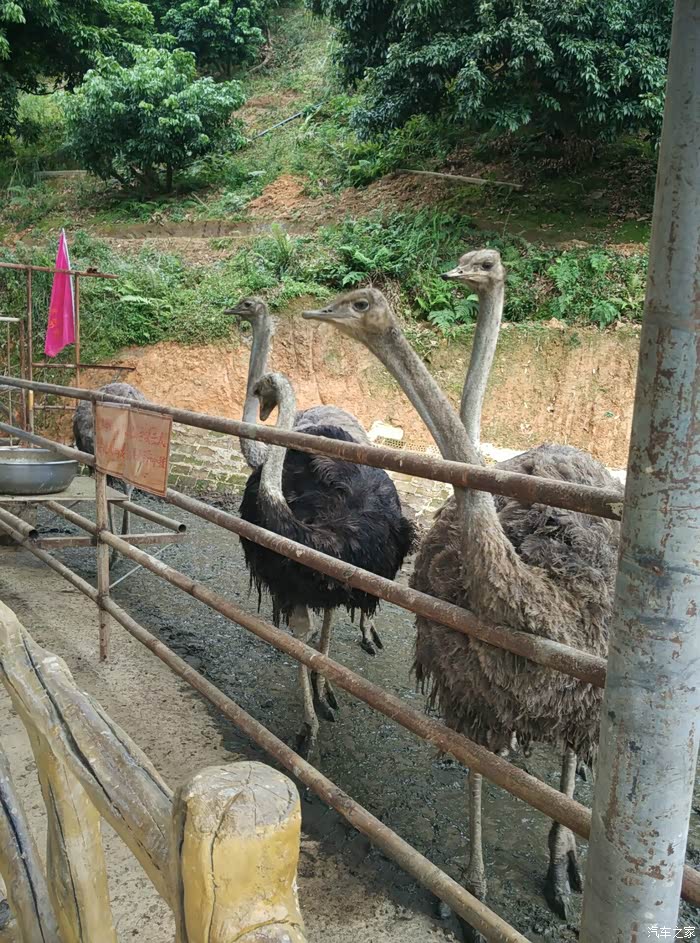【广西壹家人车友会】好可爱的鸵鸟,唉.