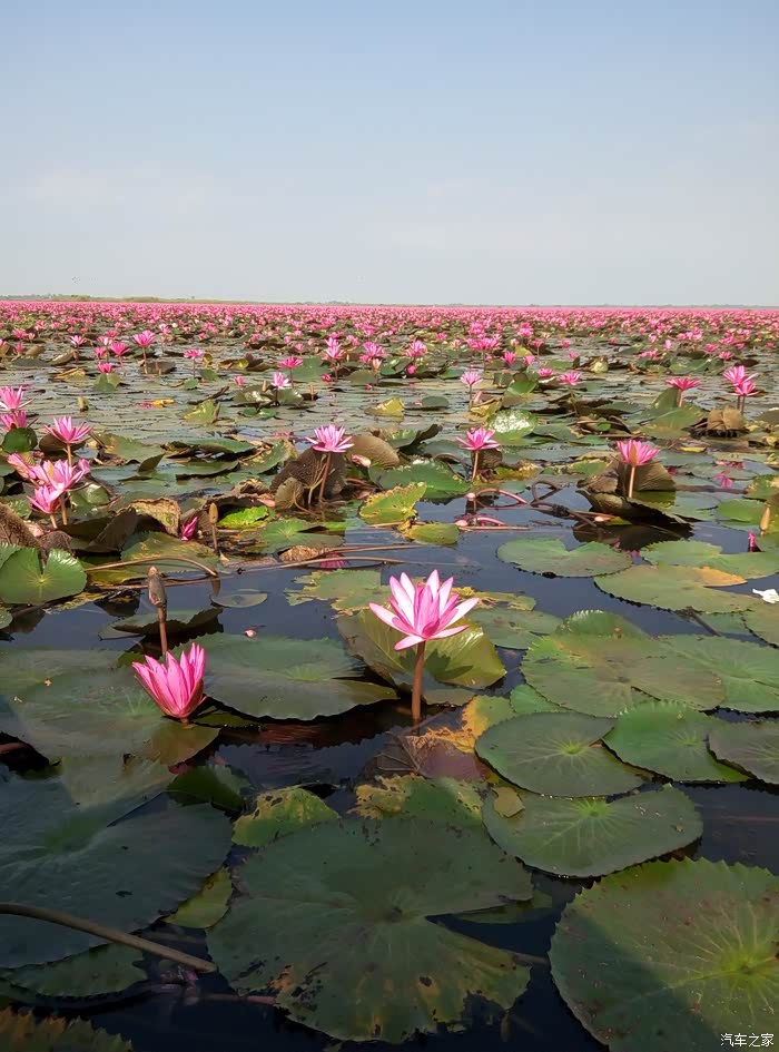 带你到泰国看梦幻般的【红莲花海】