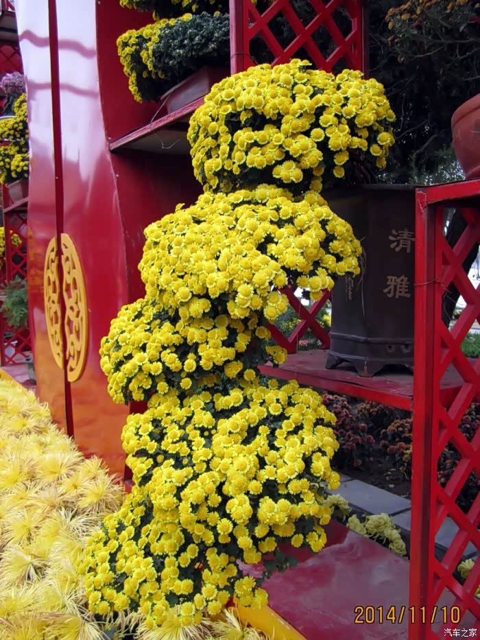 拍摄一组开封龙亭公园菊花展照片大家欣赏上