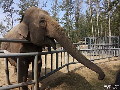 到了野生動物園,孩子們的最愛.