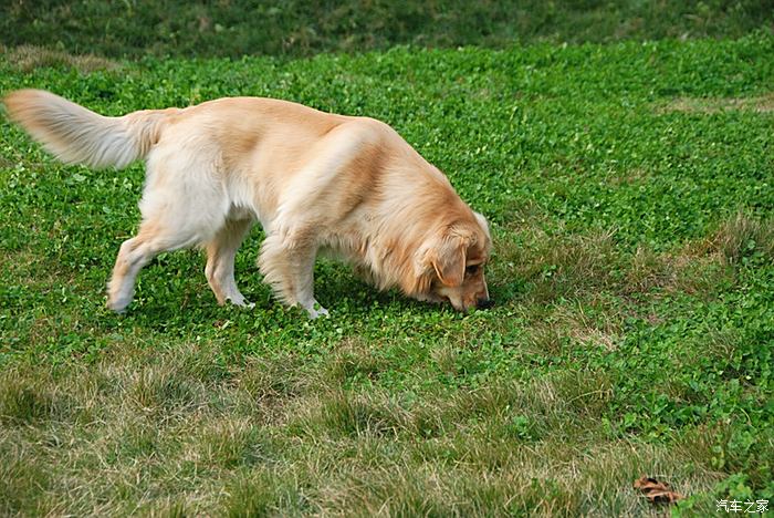 cd隨拍金毛尋回獵犬續