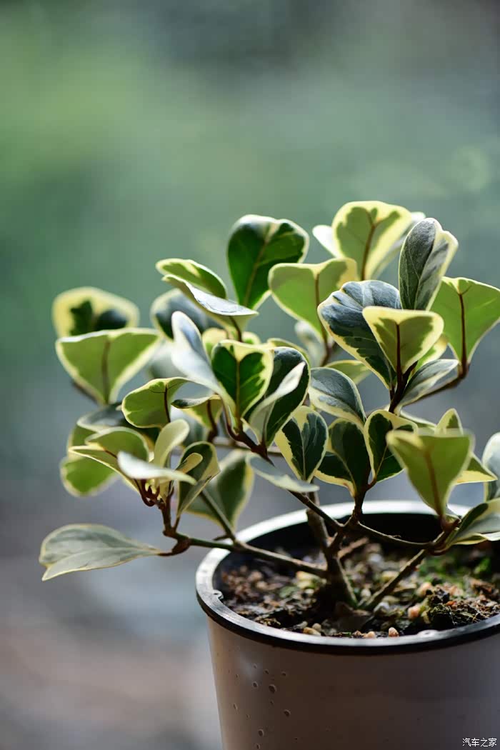 我的金边心叶榕还在拾芳园寄养着