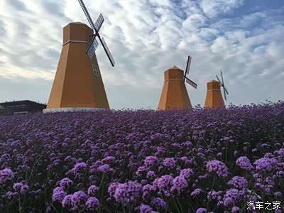 间或还有自动钻入鼻孔的沁人心脾的薰衣草香,以及远处的荷兰风车在