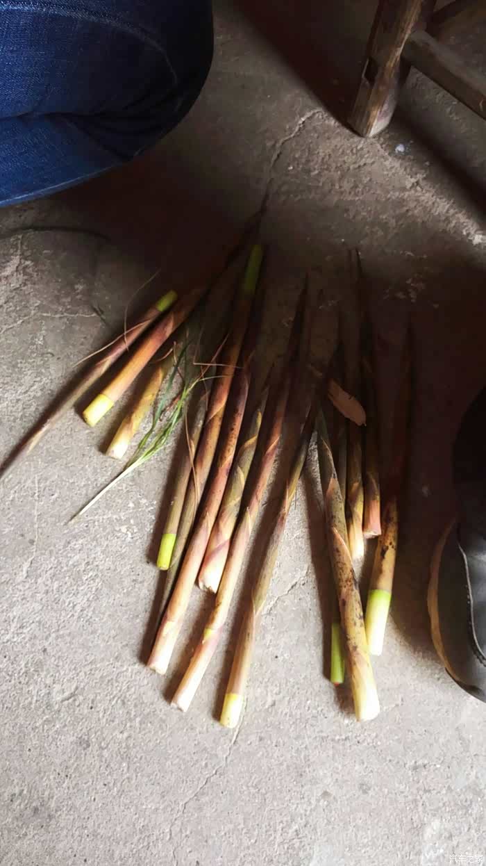 山扯竹笋我们叫鸟笋