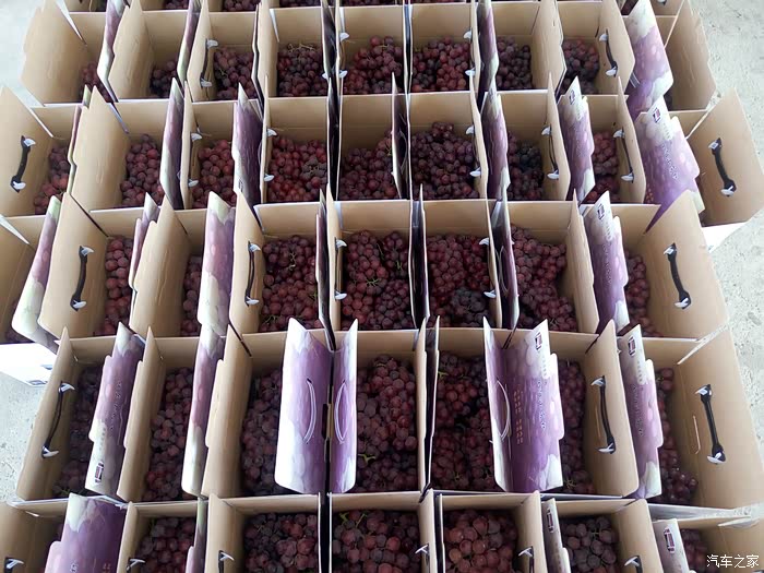 小岗村的"夏雨荷":清凉荷花拂面来(附葡萄图)