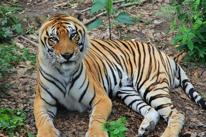 东北虎分布于亚洲东北部即俄罗斯西伯利亚区朝鲜中国东北区由于栖息被