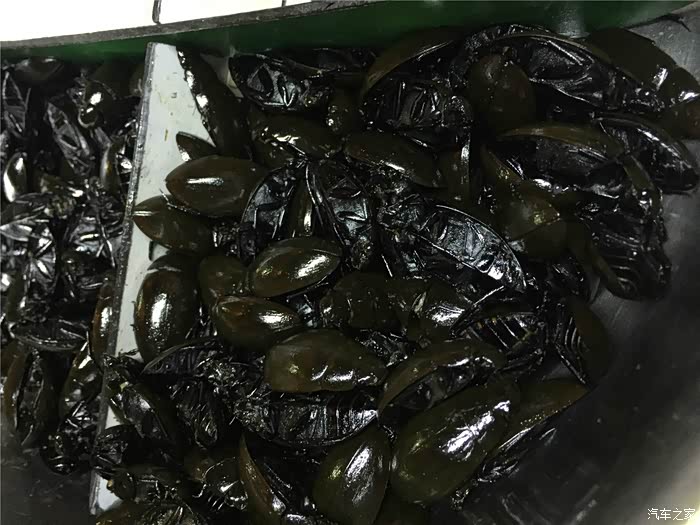 这虫子吃过么?学名——龙虱,据说治小孩夜尿功效一流