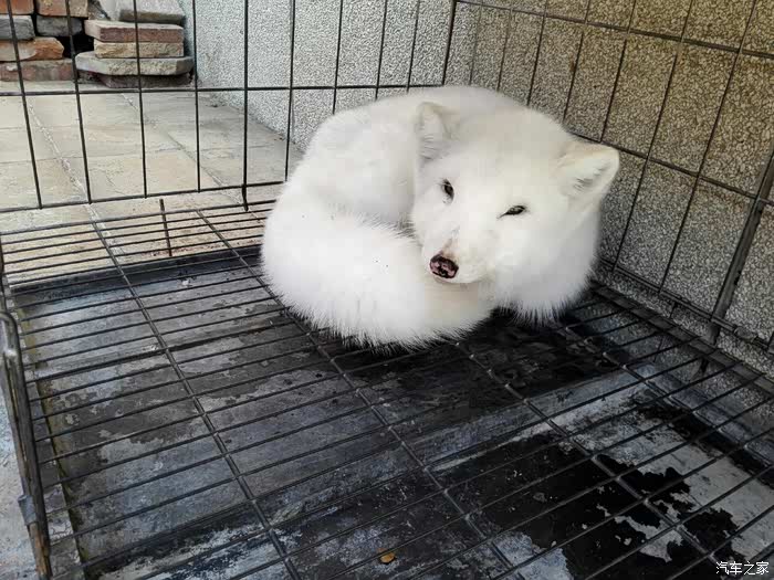 我家这才是狐狸,标准雪狐