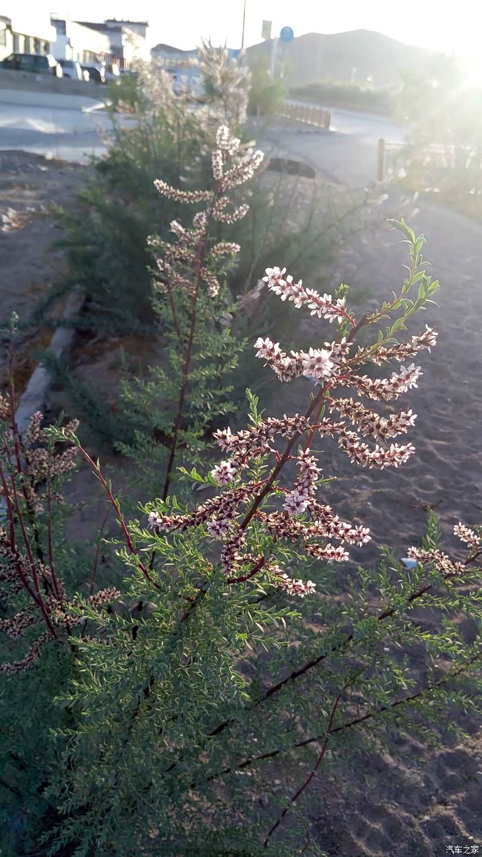 西藏阿里神奇的植物---红柳