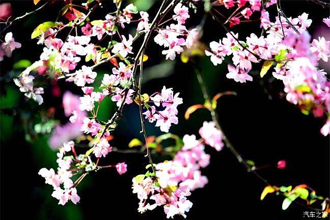 滿樹櫻花,垂絲海棠,微風拂過,花兒漾起粉色波紋給我的感覺.