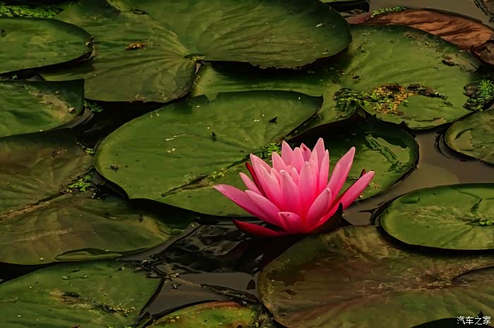 索尼hx400拍的一些荷花照片
