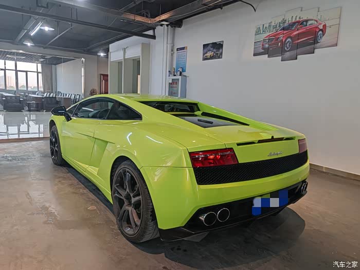 很高兴在武汉见到一代小牛盖拉多gallardo