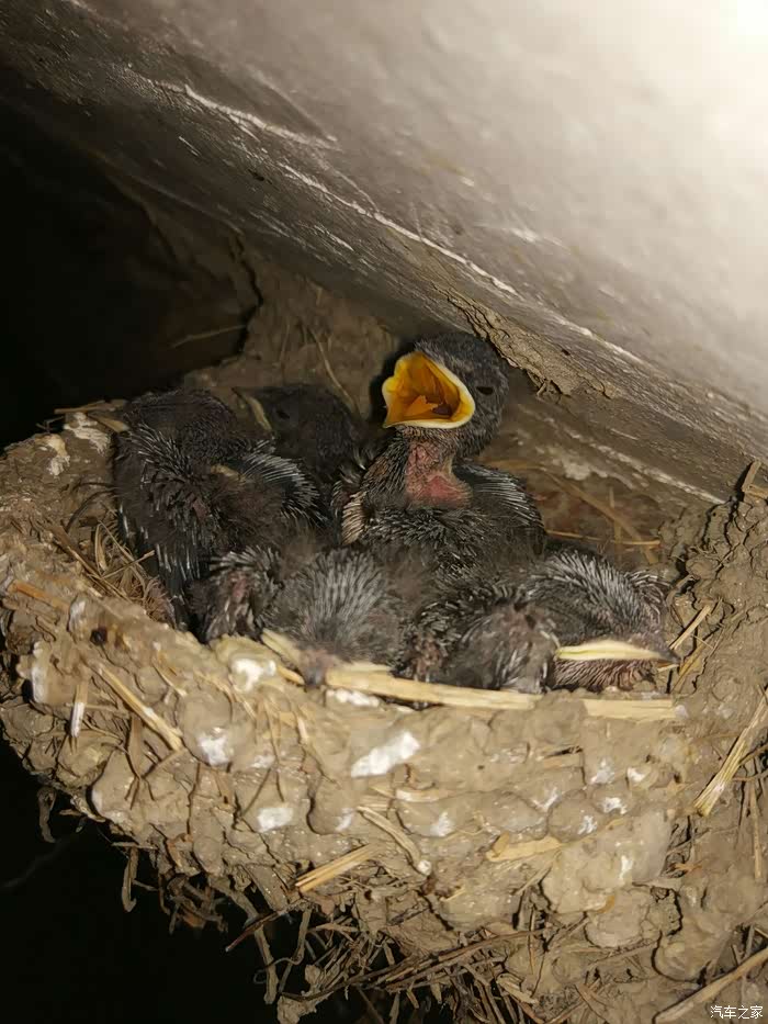 小燕子应该是下蛋啦好感动