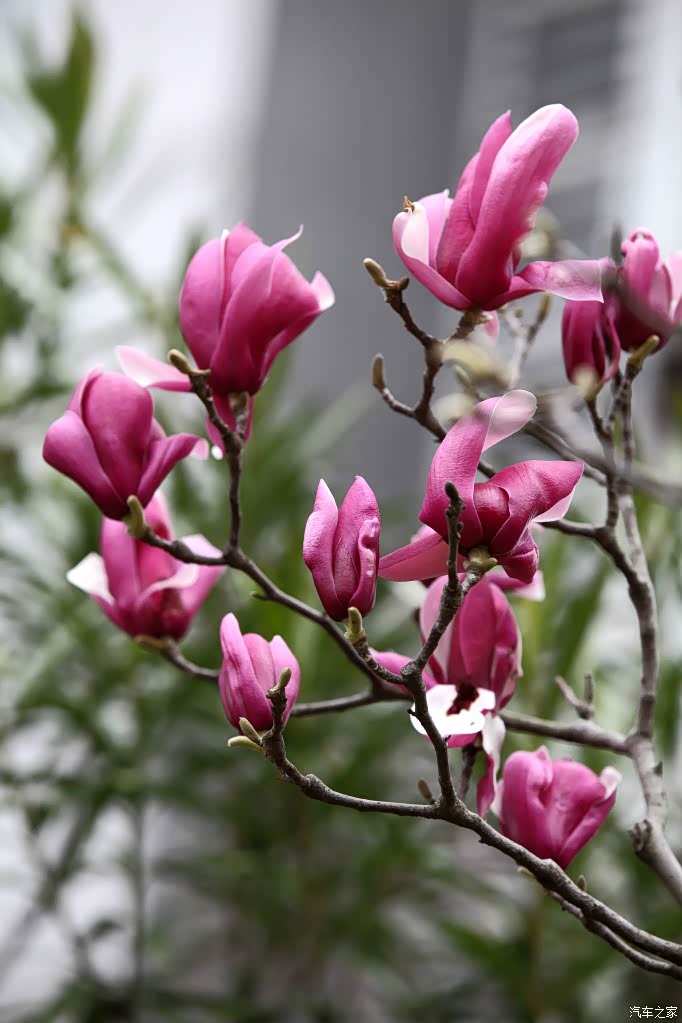 上海市市花白玉兰