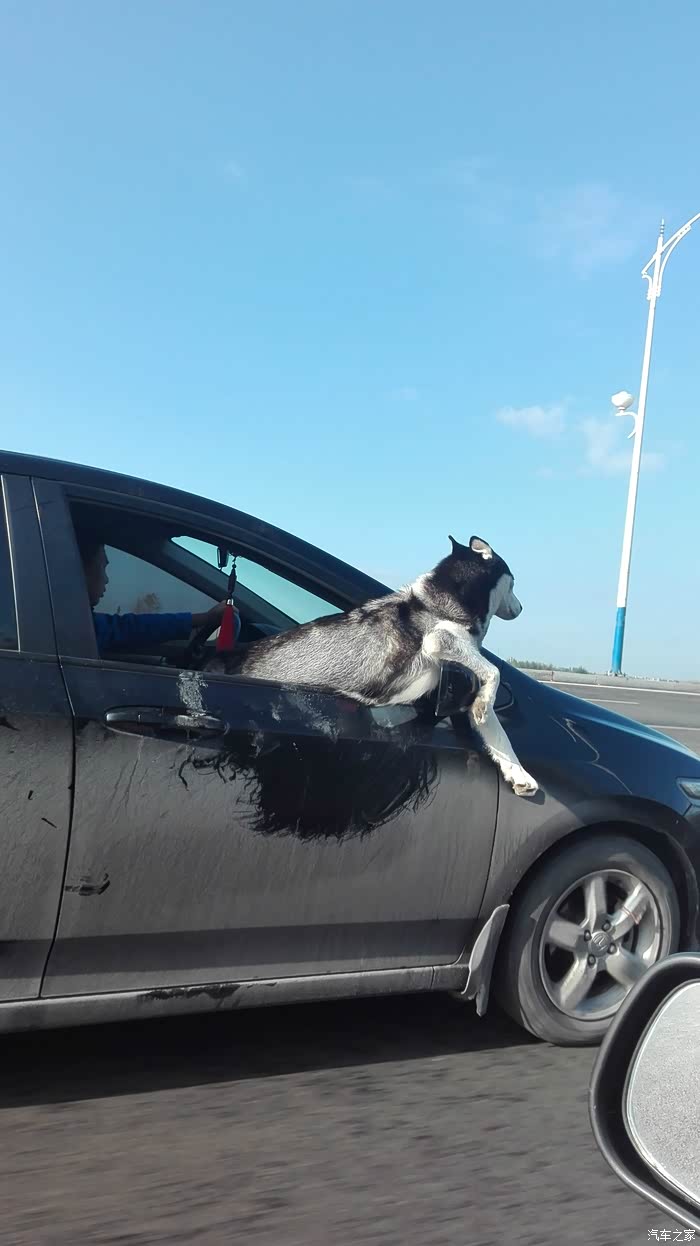 这个狗狗在兜风