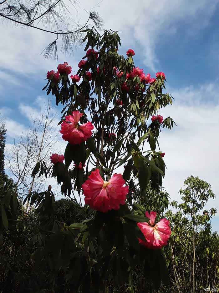 天生湖大杜鹃未大量开花