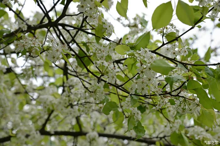 红叶白花闹新春