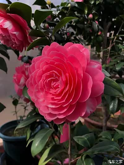 世界名花"乔伊·肯德里克",茶花界的"仙女",树姿美观
