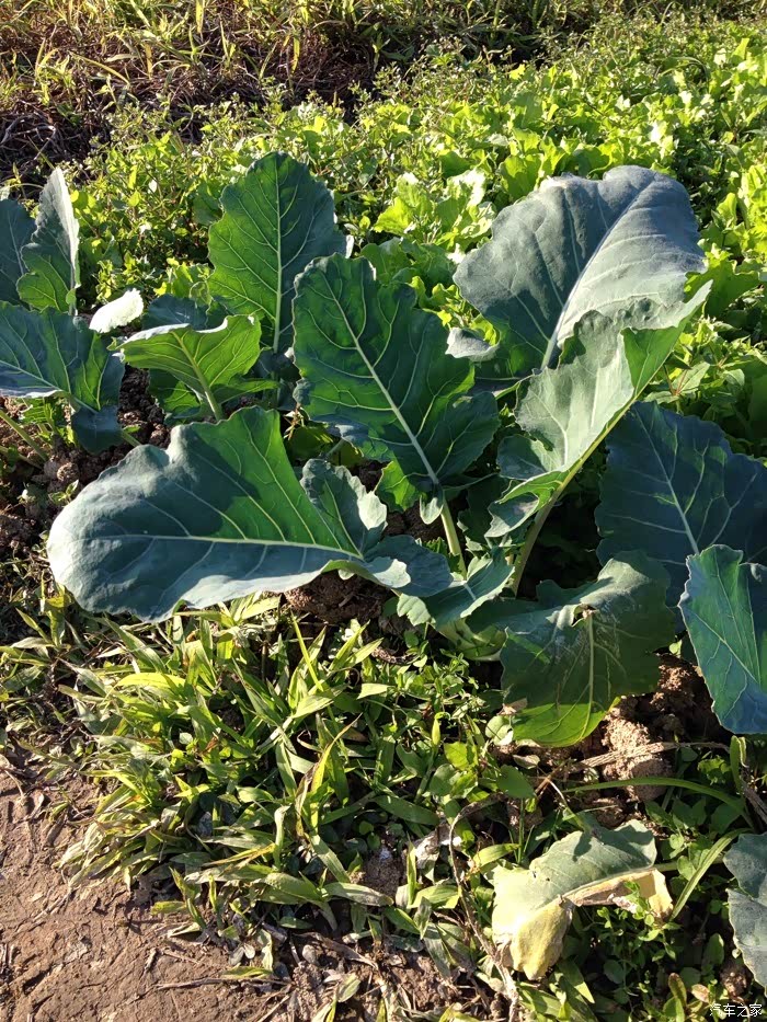 我们这叫卡拉头,书名真懂!