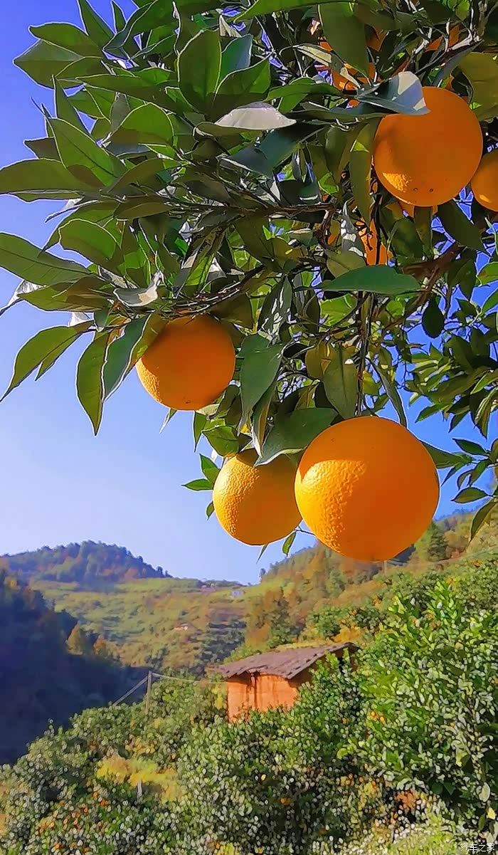 敢发就敢送#好山好水好果——赣南脐橙!