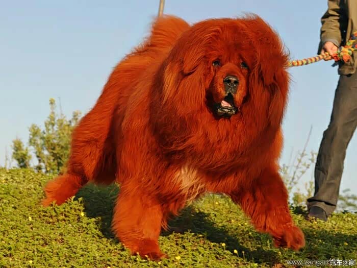 这个市场价多少一只