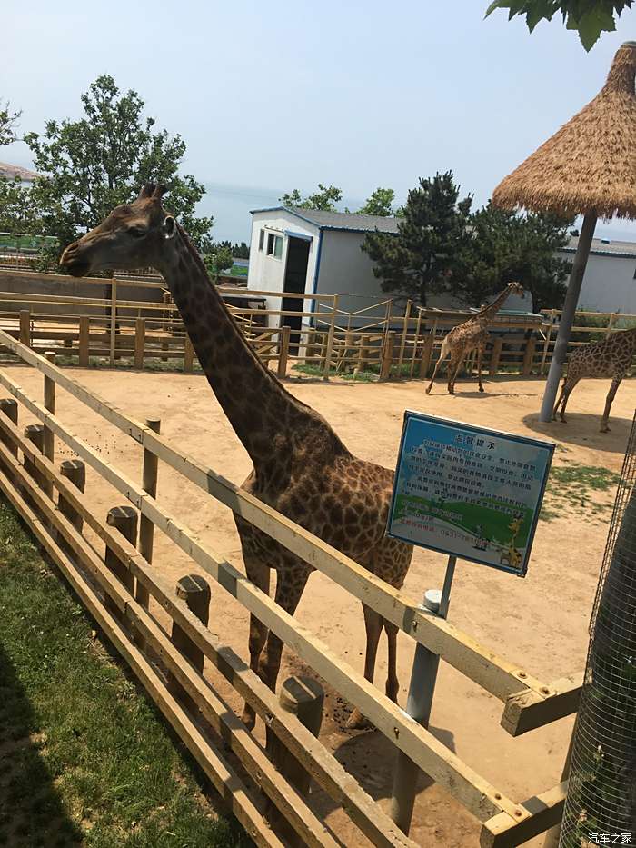 【敢發就敢送】暑假威海遊--神鵰山野生動物園(2)