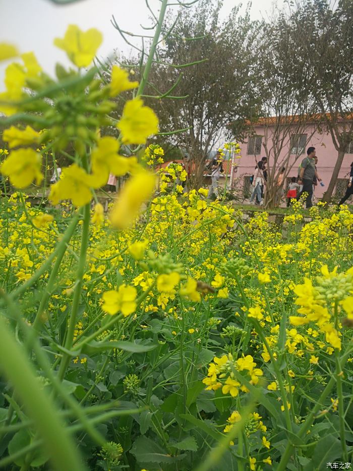 广州红山村油菜花图片