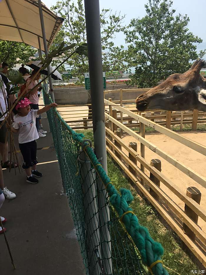 【敢發就敢送】暑假威海遊--神鵰山野生動物園(2)