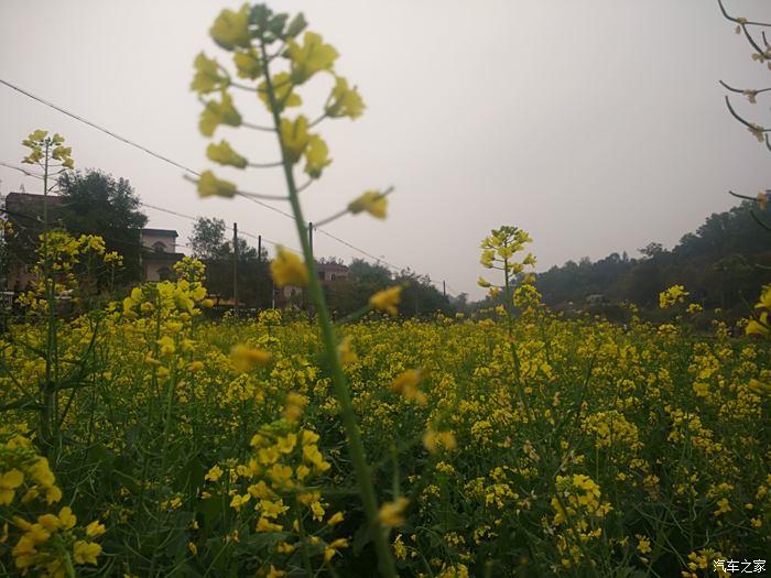 广州红山村油菜花图片