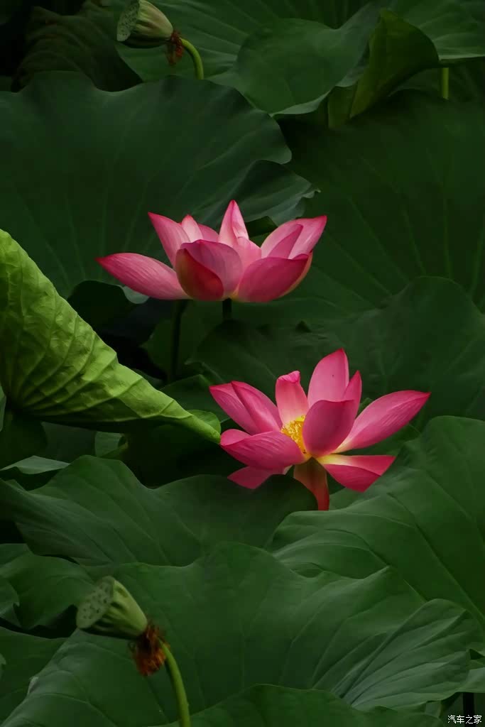 索尼hx400.拍的一些荷花照片.