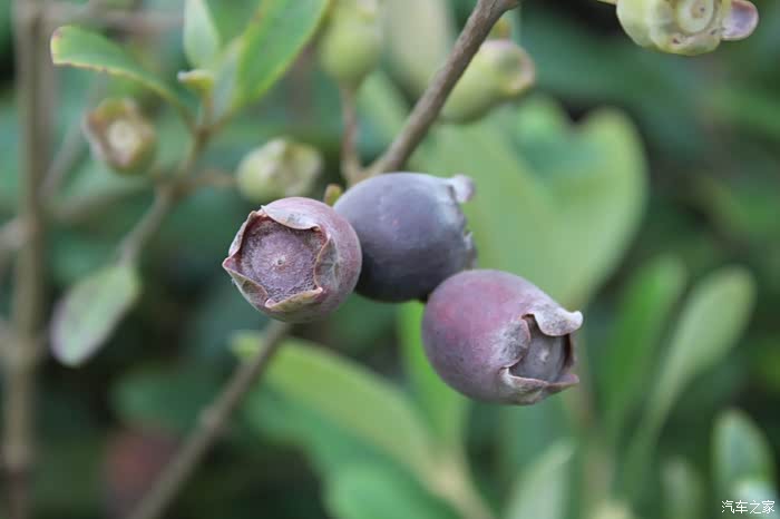 上山摘楠子之旅多图慎入建议wifi下打开申精