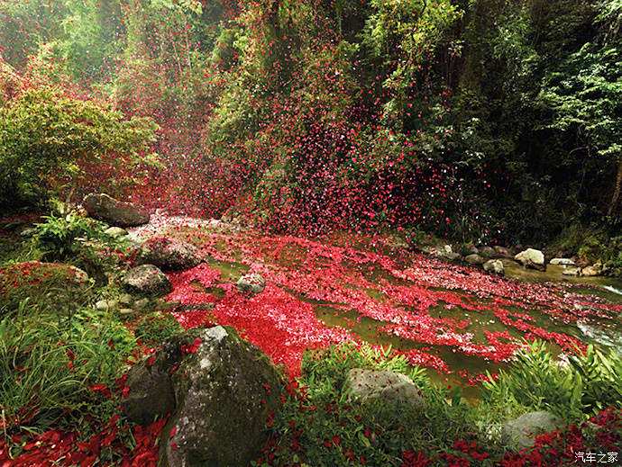 哥斯达黎加花瓣雨鲜红色的玫瑰花瓣遍地都是