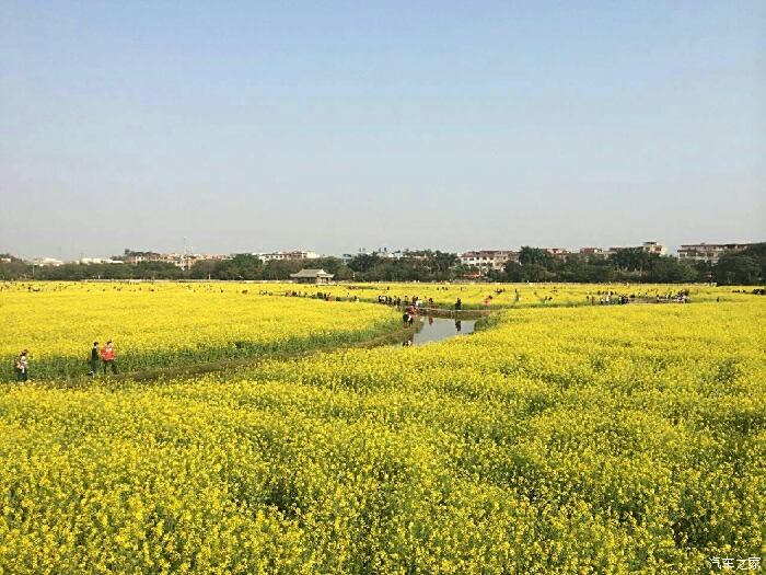 图 桥头油菜花3月10日结束赏花要趁早 广东论坛 汽车之家论坛