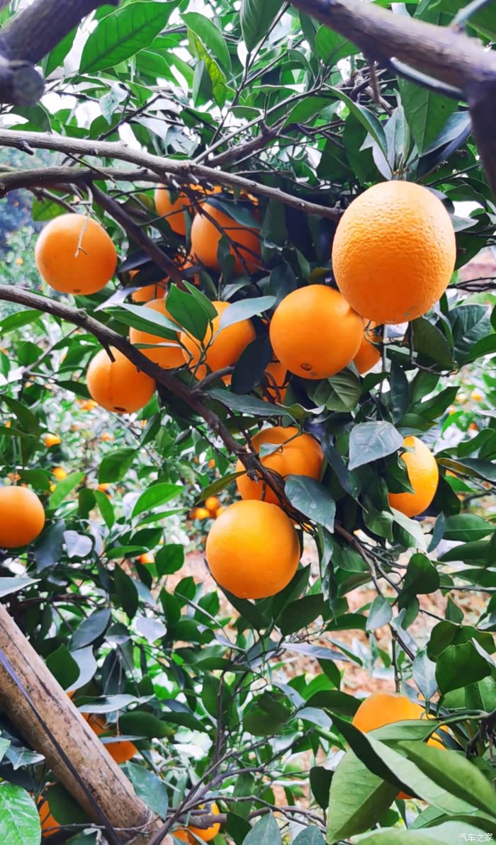 敢发就敢送#好山好水好果——赣南脐橙!