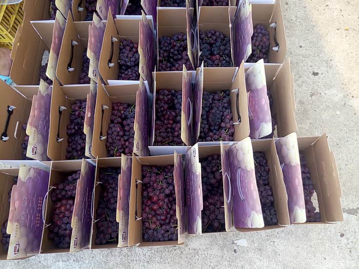 小岗村的"夏雨荷":清凉荷花拂面来(附葡萄图)