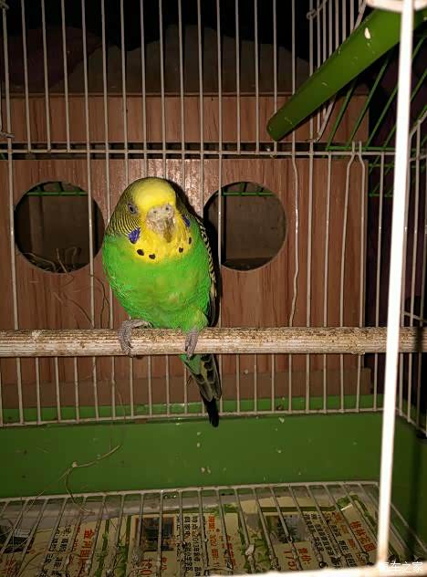 家中的小精灵虎皮与鱼