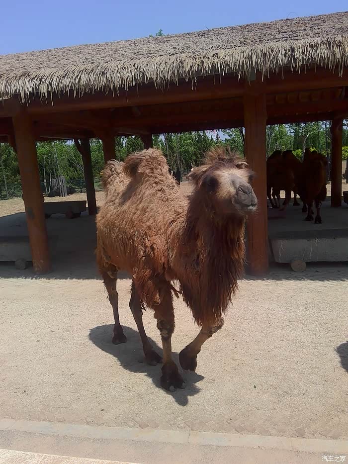 泰山祈福济南野生动物园游玩